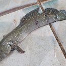 호동바닷가가든 이미지