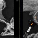 24시 라움동물의료센터 이미지