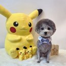 멍순이 | 강아지 미용 필수! 세종 도담동 멍순이 두번째 미용