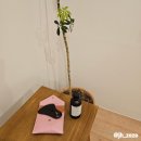 리디아스커피 | 양양 2박 3일 여행 후기 (+인제 고향집, 리디아스 커피)