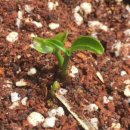 남원가축인공수정 | 四字成語 총정리 <ㄷ> 12 다발정성~다변량해석