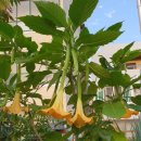 천사의 아침 이미지