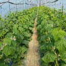 선후농장 이미지