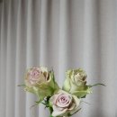 5번가 (오번가)
