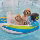 아프리카펫센터 이미지