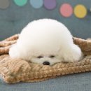 펫츠하우스 이미지