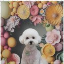 블랑드펫 이미지