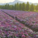 황강생태공원1 이미지