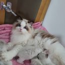 랜디돌스 네이버블로그