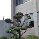늘푸른잔디조경