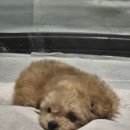 아산 반려견 교육센터 | 인천의 강형욱, 강아지 방문교육 스타반려견교육센터 교육 후기