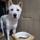 펫마트방