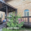 대관령로뎀나무 이미지