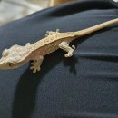 게코블랑