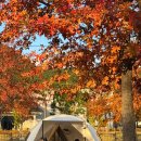 신화오토 | 청도 신화랑 풍류마을 오토캠핑장 2번사이트 후기