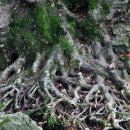 선운사꽃무릇 이미지