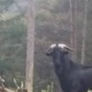 진안흑염소 농장 이미지