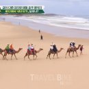 낙타와돌고래 이미지