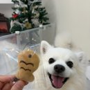 미니 앤 바니 애견샵 | 청라애견편집샵 페리토 리뉴얼 방문 후기