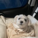 딜러타이어 이미지