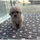 행복한강아지 이미지