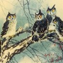 부엉이야 이미지