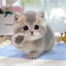 캣프렌즈 이미지