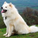 애견백과 - 스웨디시 라프훈트 (Swedish Lapphund) 이미지