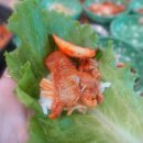 첨단농원 이미지