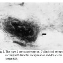 Re: 황색인대의 mechanoreceptor 분포에 대한 정형외과 논문 이미지