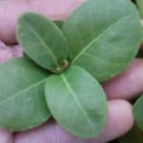 사철나무집 이미지