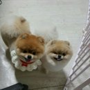 날다펫 네이버블로그