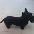 애플펫동물병원 이미지