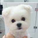 그루밍_light 이미지