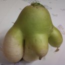 임영철농장 Daum카페