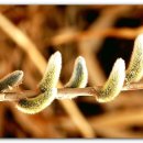 봄강아지 이미지