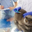 24시 더케어 동물의료센터 이미지