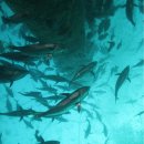 유영목장 이미지