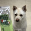 KNOLLO(놀로) | 바이레프 허니콤츄 M사이즈 반려견 중형견 실제로 치석이 제거된 덴탈껌 추천 후기