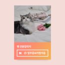 횡성아로니아판매 | [고양이 츄르 추천] BEST 간식으로 구성된 노즈워크 카카오톡 고양이 간식박스