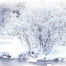 함박눈 Daum카페