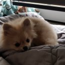 홍상희동물병원 이미지