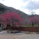 의림사 | 창원 여항산 의림사에서 만난 홍매화의 위엄