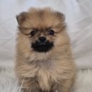 드림독 강아지분양 안심분양센터 부천점 이미지