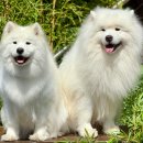 개팔상팔 이미지