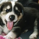 꼬리치는강아지 이미지