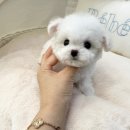 부산강아지분양 퍼피몰리 이미지