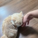 그루밍 시옷 | 집사일기 - 바삭이 일기 6