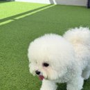 마마스미독펜트하우스 광주애견유치원&애견호텔 본점 이미지