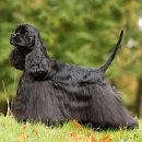 애견백과 - 아메리칸 코카 스파니엘 (American Cocker Spaniel) 이미지